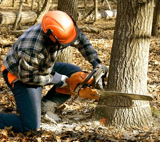 Tree Removal in Glennie, MI